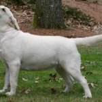 Integrity Farm Labrador Retriever Pups