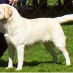 Integrity Farm Labrador Retriever Pups
